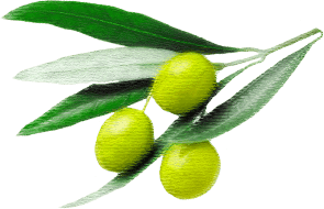 olive6